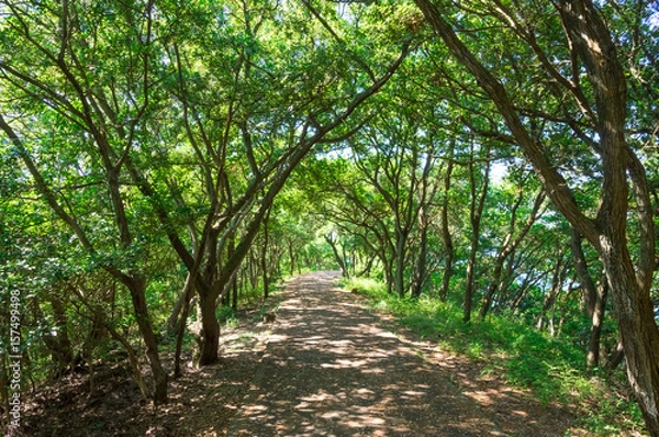 Obraz ウバメガシの林　屋島山頂の歩道
