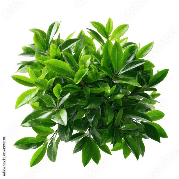 Fototapeta Lush green laurel bush with glossy leaves isolated on transparent background