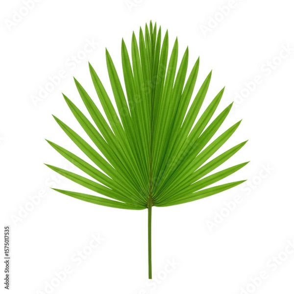 Obraz A single, pristine, vibrant green fan palm leaf with symmetrical radial veins and a waxy surface, isolated on a plain white background with a top-down view in shadowless studio lighting, conveying