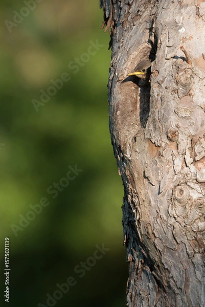 Fototapeta young starling looking out of the nest in an old fruit tree