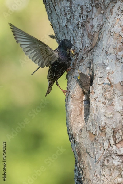Fototapeta Common starling (Sturnus vulgaris) next to nest hole in an old fruit tree with chick looking out of the nest