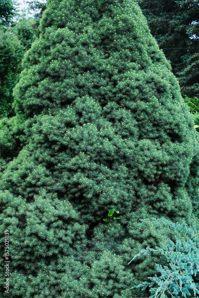 Fototapeta A majestic, densely packed green coniferous tree, showcasing its full, conical form in vibrant detail.