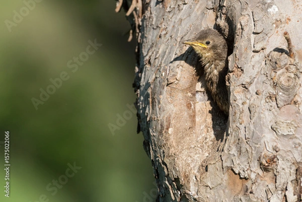 Fototapeta young starling looking out of the nest in an old fruit tree