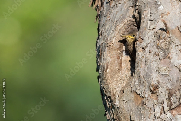 Fototapeta young starling looking out of the nest in an old fruit tree