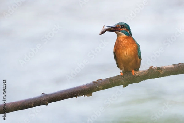 Fototapeta kingfisher with a catched fish on a branch
