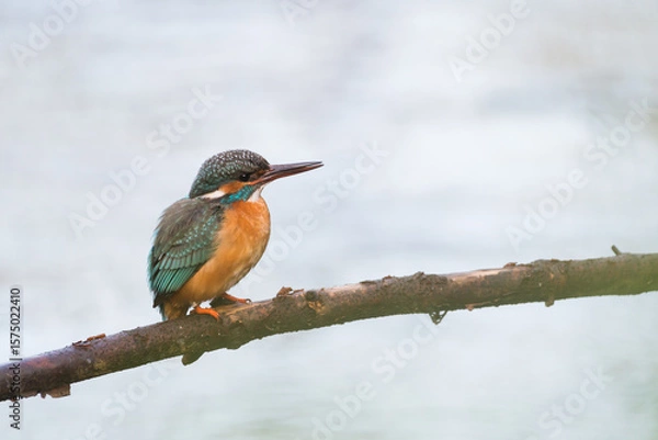 Fototapeta kingfisher sitting on a branch
