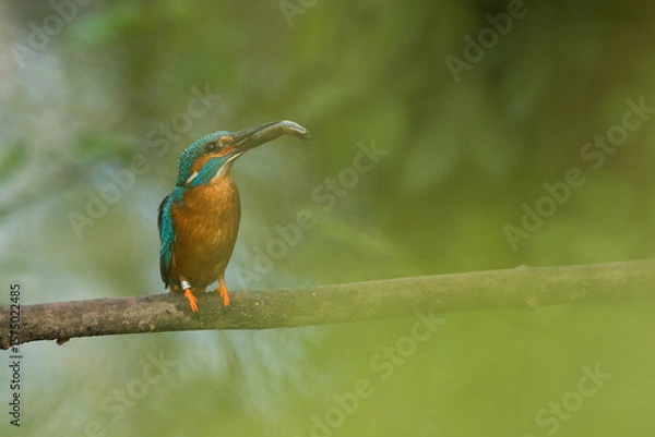 Fototapeta kingfisher with a catched fish on a branch