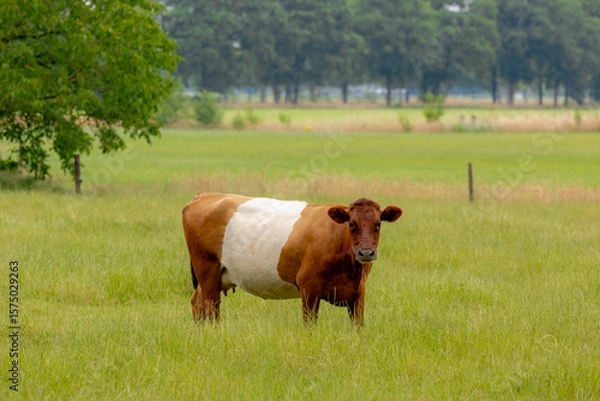 Obraz Selective focus of a galloway cattle breed nibbling fresh grass, Young cows (brown and, white striped) on green meadow in summer, Open farm with dairy cattle on the field in countryside of Netherlands