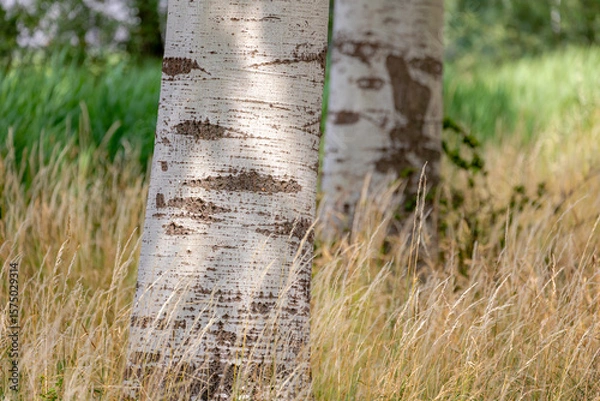 Obraz Selective focus of the tree in the wood with grass, Bark of old birch tree (betula alba, betula pubescens, white birch) in a shaped like eyes on the trunks, Nature pattern texture background.