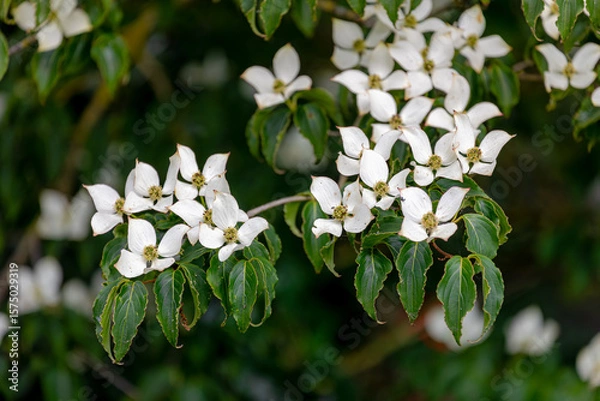 Obraz Selective focus white cream flowers Cornus florida on the tree with green leaves, The flowering dogwood is a species of flowering tree in the family Cornaceae, Natural floral patten background.