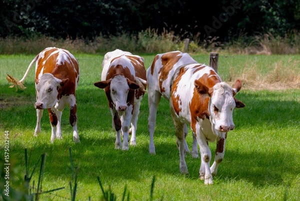 Obraz Summer countryside landscape, Flock of Dutch cows with brown, orange and white spot standing and nibbling fresh grass on green meadow, Open farm with dairy cattle on the field, Overijssel, Netherlands