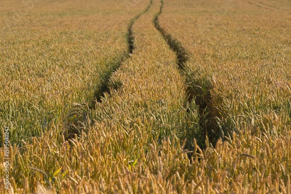 Fototapeta Wheat field with tractor tracks.