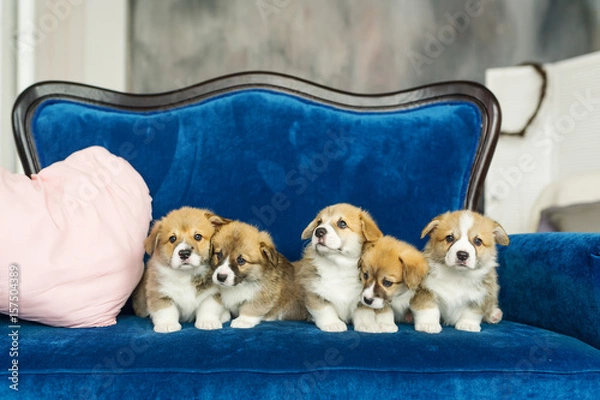 Obraz Group of five corgi puppies sandy color sitting at blue sofa and looking at camera