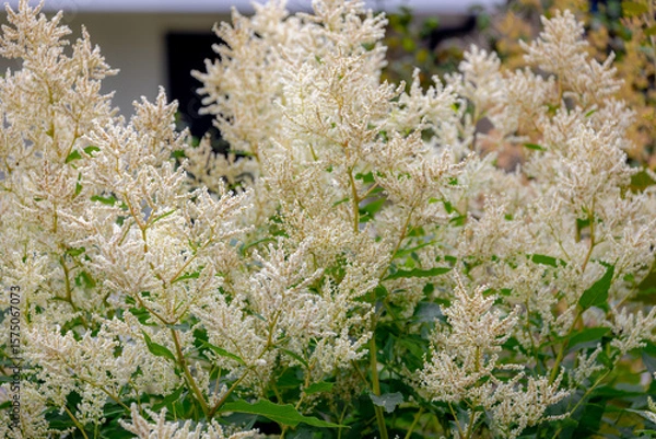 Obraz Selective focus of small creamy white and fluffy flowers in garden, Persicaria polymorpha (Knotweed) is a large perennial with sturdy stems, green leaves, Abstract floral pattern, Natural background.