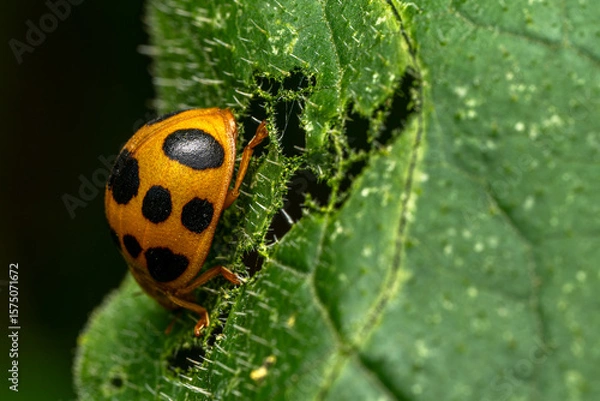 Obraz ladybug on leaf