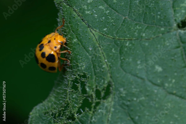 Obraz ladybug on leaf