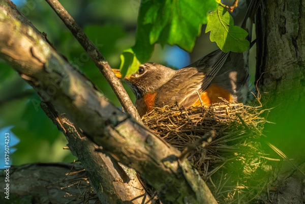 Fototapeta American robin sitting in a bird's nest.