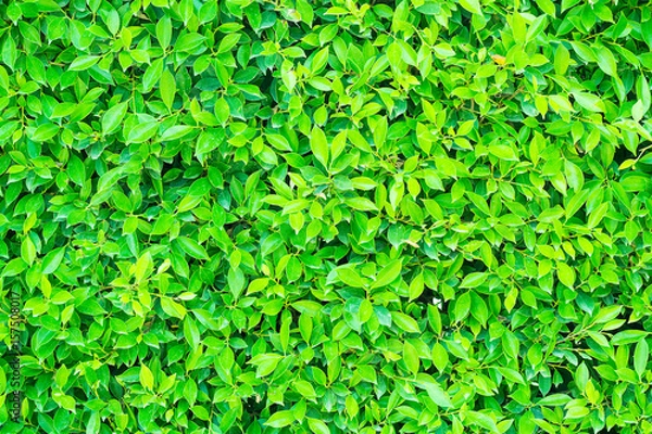 Obraz Green leaves background