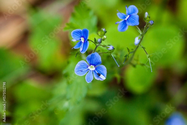 Obraz Piękne niebieskie kwiaty leśne, Przetacznik ożankowy, Veronica chamaedrys