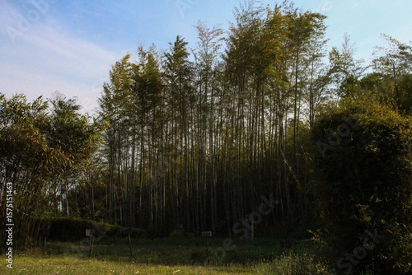 Fototapeta Bamboo Mountain 