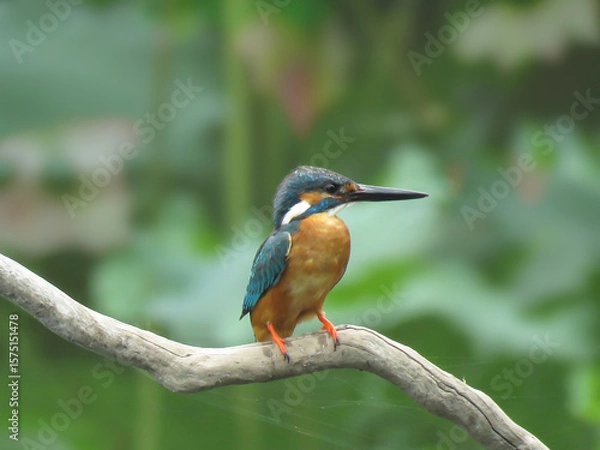 Obraz 蓮池の翡翠（カワセミ）