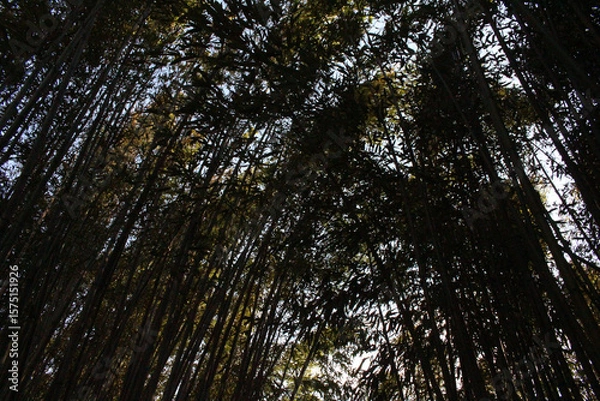Fototapeta Bamboo Forest 