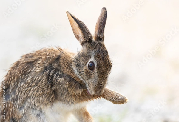 Obraz Rabbit