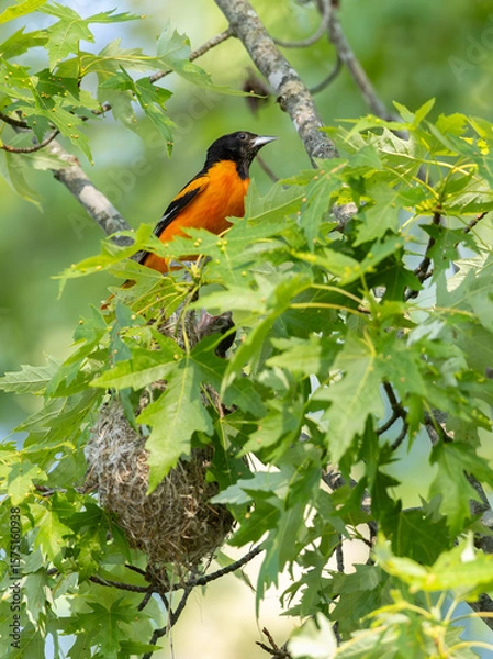 Obraz Baltimore Oriole