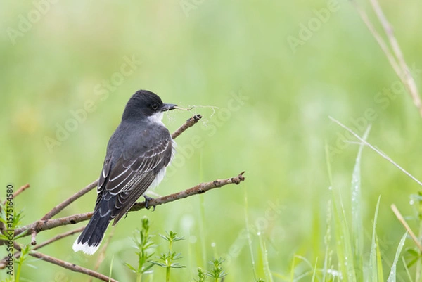 Obraz Eastern Kingbird