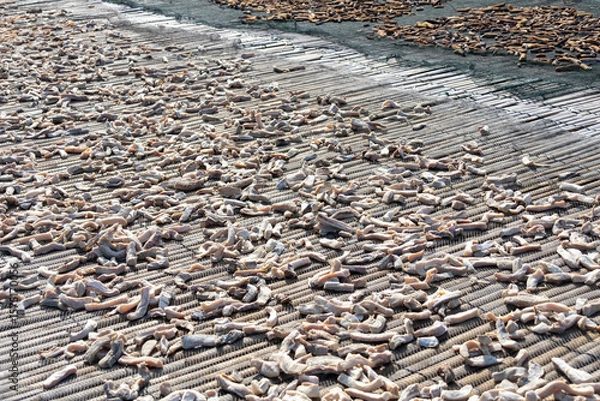 Obraz Drying salted fish under the hot sun. It is a traditional preservation method