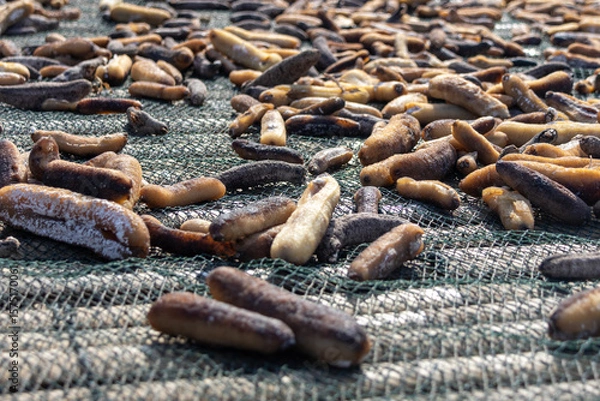 Obraz Drying sea cucumbers under the hot sun
