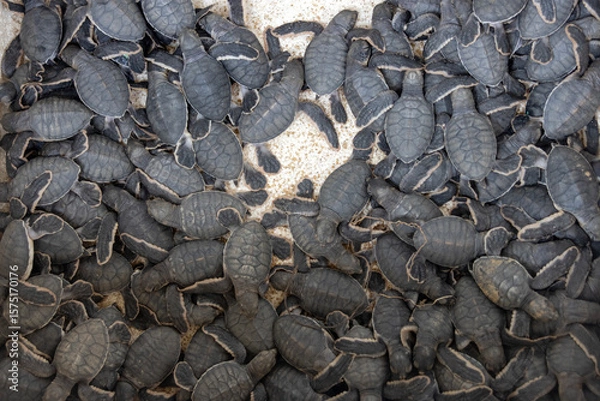 Obraz Newborn sea turtles to be released into the ocean