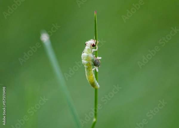 Obraz Green lacewing preparing to molt