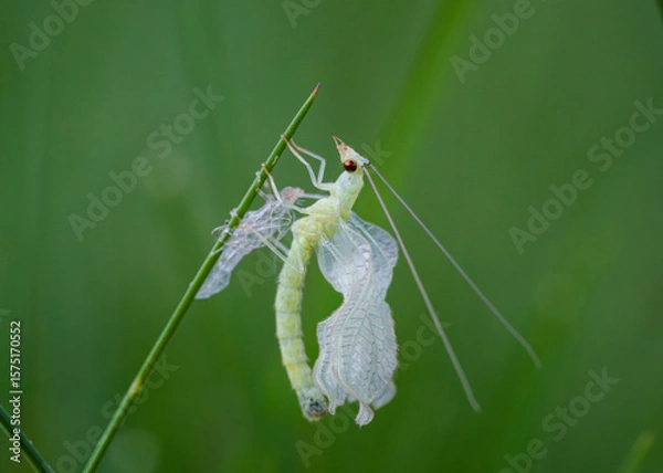 Obraz Green lacewing drying wings after molting