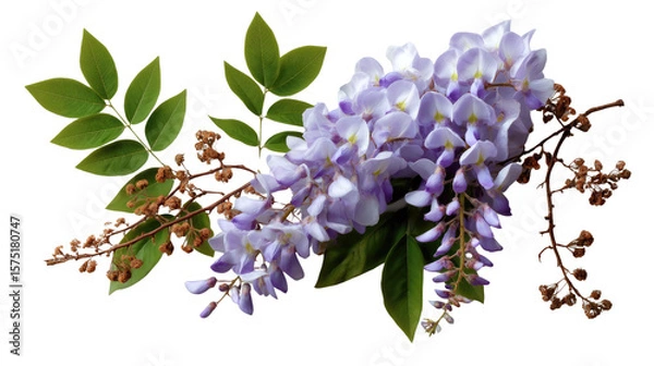 Fototapeta Wisteria Blossom Serenity: Delicate wisteria blooms cascade from a branch, a symbol of grace and tranquility. The image captures the exquisite beauty of nature's artistry