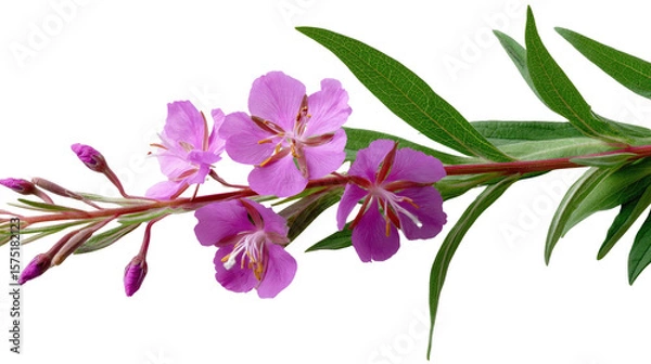 Fototapeta Delicate bloom of Fireweed on White: A serene shot of fireweed blossom with vibrant pink petals on a branch with green leaves.
