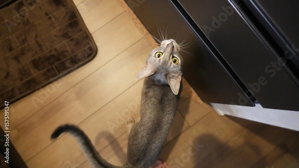 Obraz アビシニアンがご飯をねだる