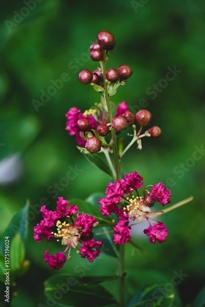 Obraz Close Up of Crape Myrtle Pink Flower