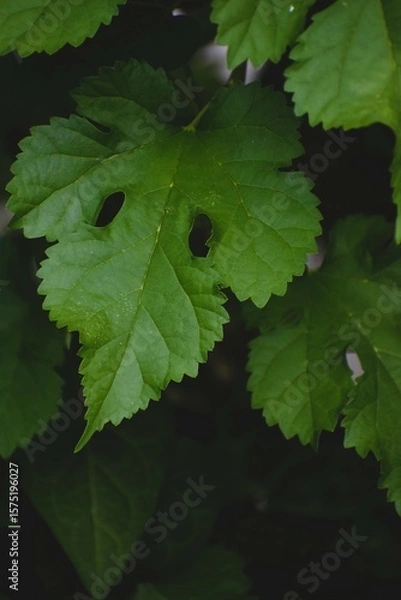 Obraz Close Up of a Green Leaf