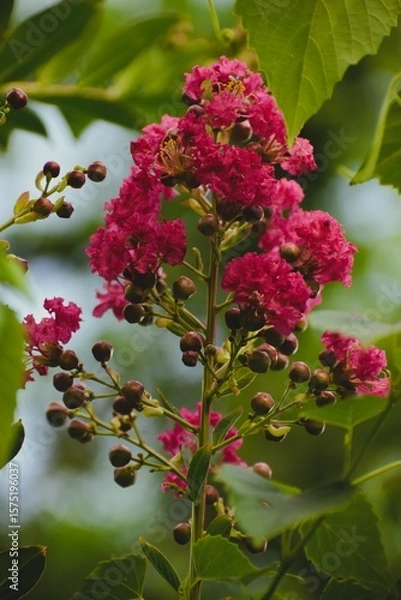 Obraz Crape Myrtle Tree Pink Flowers Blooming