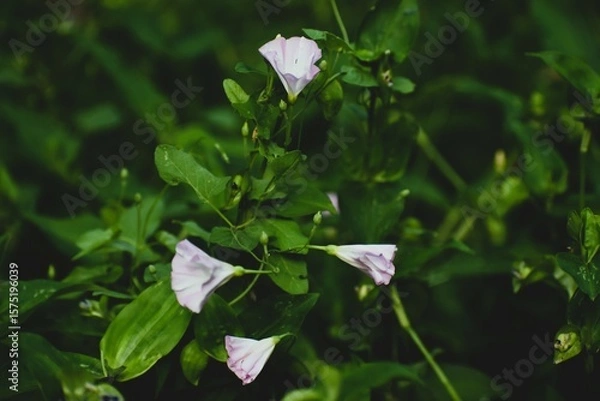 Obraz Three Small White Flowers