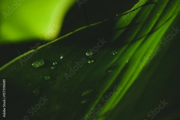Obraz Dew on Green Leaf