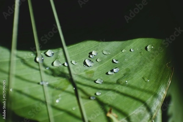 Obraz Many Water Drops On A Green Leaf