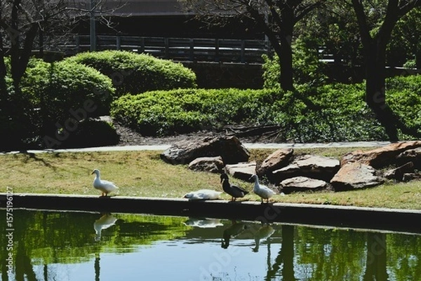 Obraz Ducks Outside Near the River