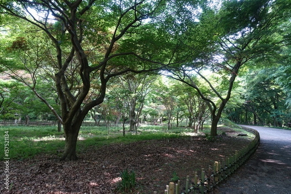 Fototapeta 新緑の雑木林