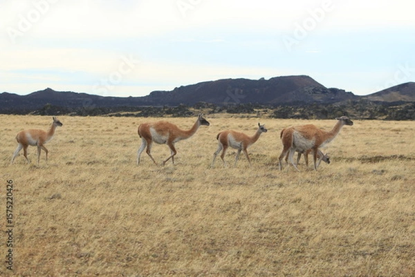 Fototapeta herd of wild guanacos roaming a grass field