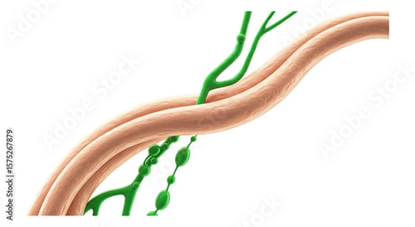 Obraz Medical Representation of Human Lymphatic System: A detailed, artistic representation of the lymphatic system showcasing the intricacies and complexity of its essential function for good health.