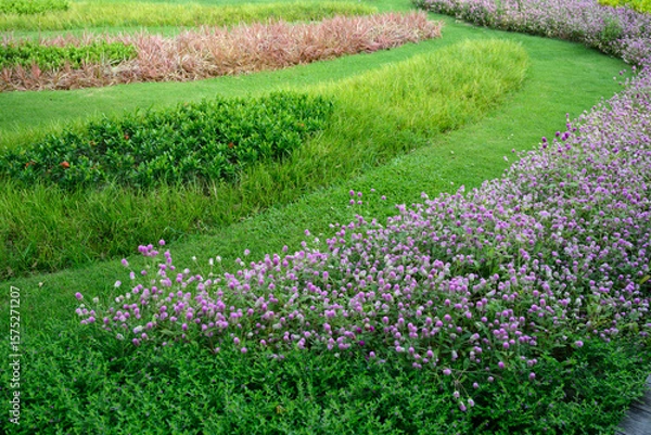 Obraz Flowering plants for the garden
