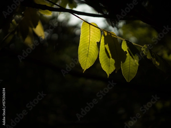 Obraz Green leaves of Manchurian walnut tree.