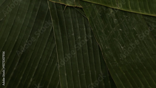 Fototapeta Banana leaves nature background overlapping. Rural pattern wrapping or placing local tropical snacks